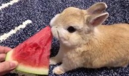 网红吃瓜小兔子图片高清,萌态十足高清美图来袭！